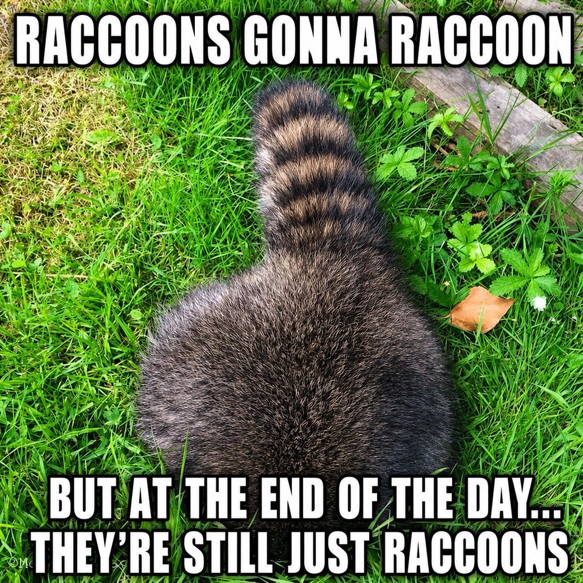 MisaChapters's tweet photo. @RubyRainOnMe I think so!

There might be a link between raccoon and wolf in Valko's story 👀

#BringValkoBack #KeepValkoAlive #Valko #JusticeForValko #恋与深空 #SaveValko #BringBackValko https://t.co/Na47Ik1Obe