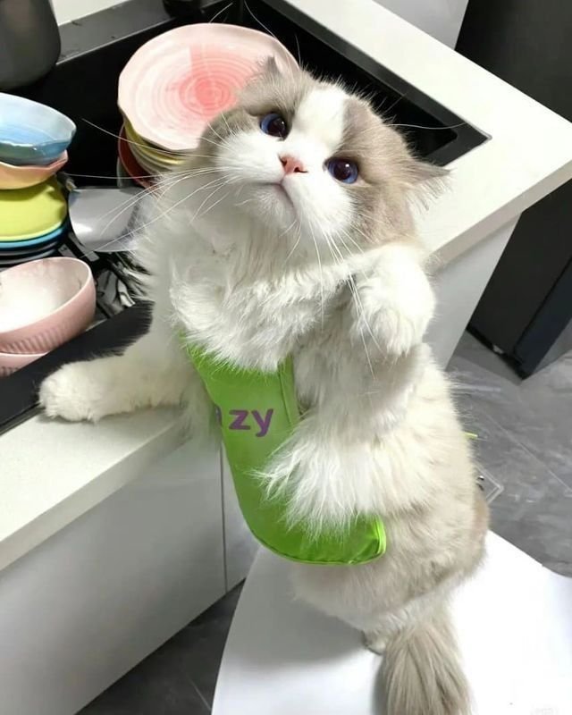 athenavoit's tweet photo. Marah karena disuruh cuci piring. https://t.co/MpGzJfnIiZ