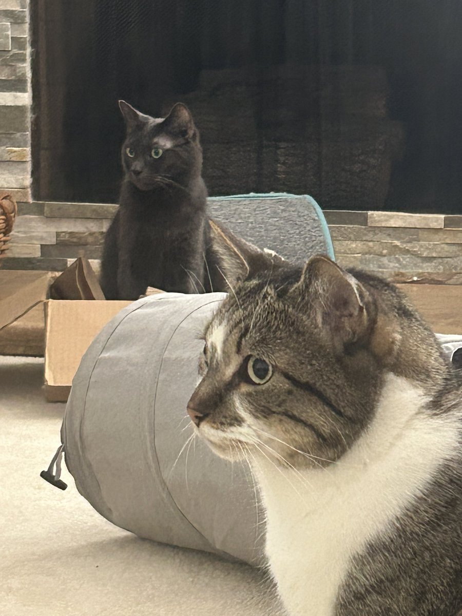 catthesam's tweet photo. adventures at grandma camp, feat Miss Bella https://t.co/jSbJHUh5fp