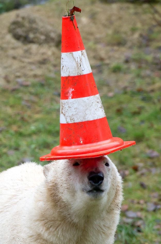 wildbeasteX's tweet photo. Please stop 🛑 https://t.co/LrafydHlQG