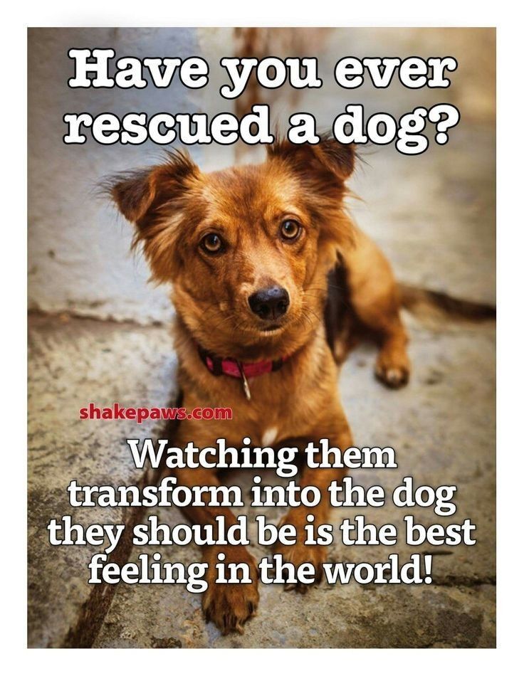 ShadowDogDesign's tweet photo. Have you ever rescued a #dog? Watching them transform into the dog they should be is the best feeling in the world!
#Dogs #AdoptDontShop #AdoptAFriend #BestFeeling #BestFriend #GoodDog #FaithfulFriend #LoveDogs #DogsAreLove https://t.co/PT23QtAvZ5