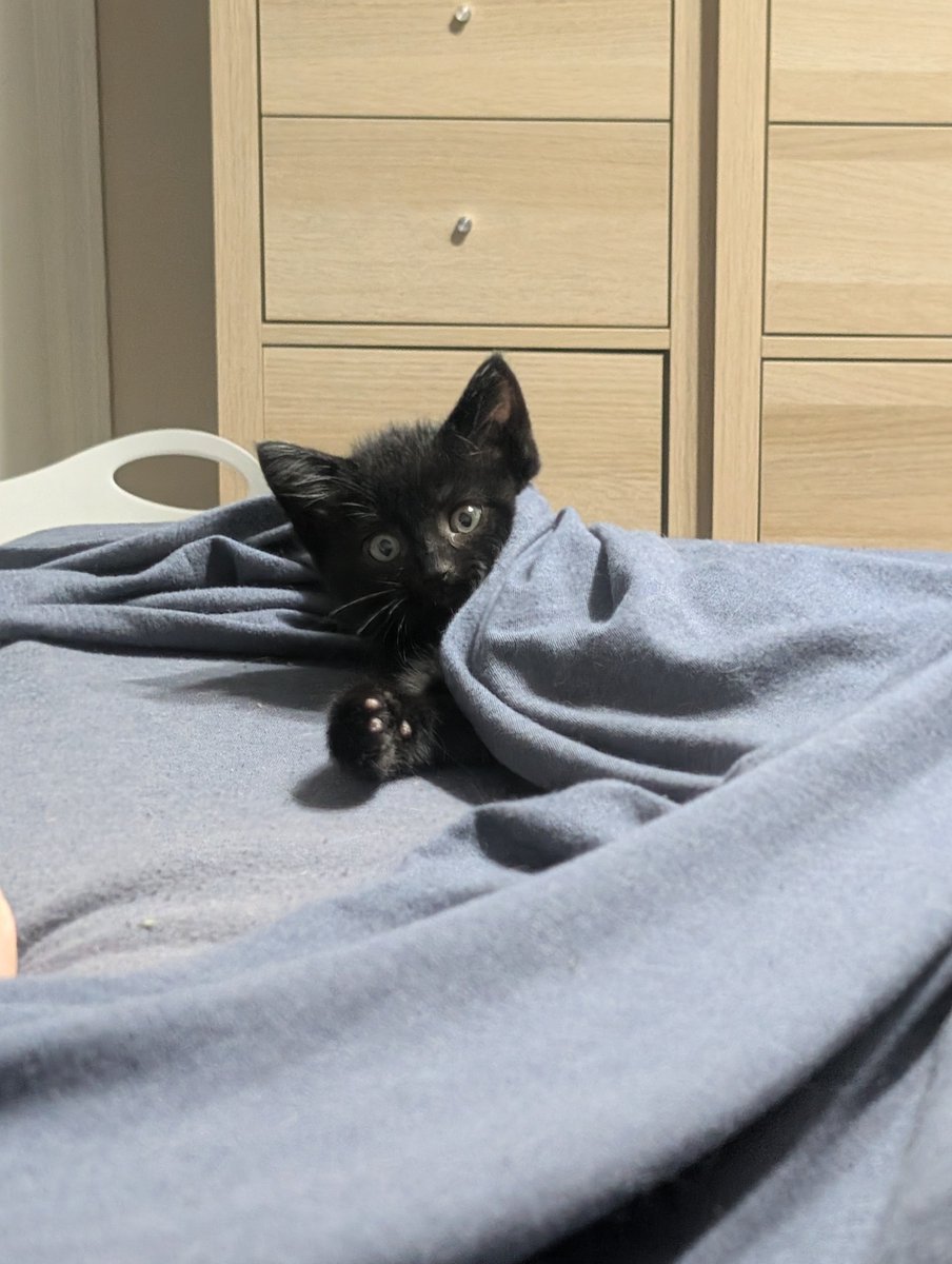 TheReal_MrMeow's tweet photo. Recently hiding in an engine and taking a trip from Lebanon to Colerain, Lucas was pulled, unharmed, from the engine during an oil change.

This crazy kitten is obsessed with trying every piece of human food available, and loves to snuggle with women who have larger...um...🍈🍈

While he was too young to get his rabies vaccine, he'll soon make the age requirement and be ready for adoption!