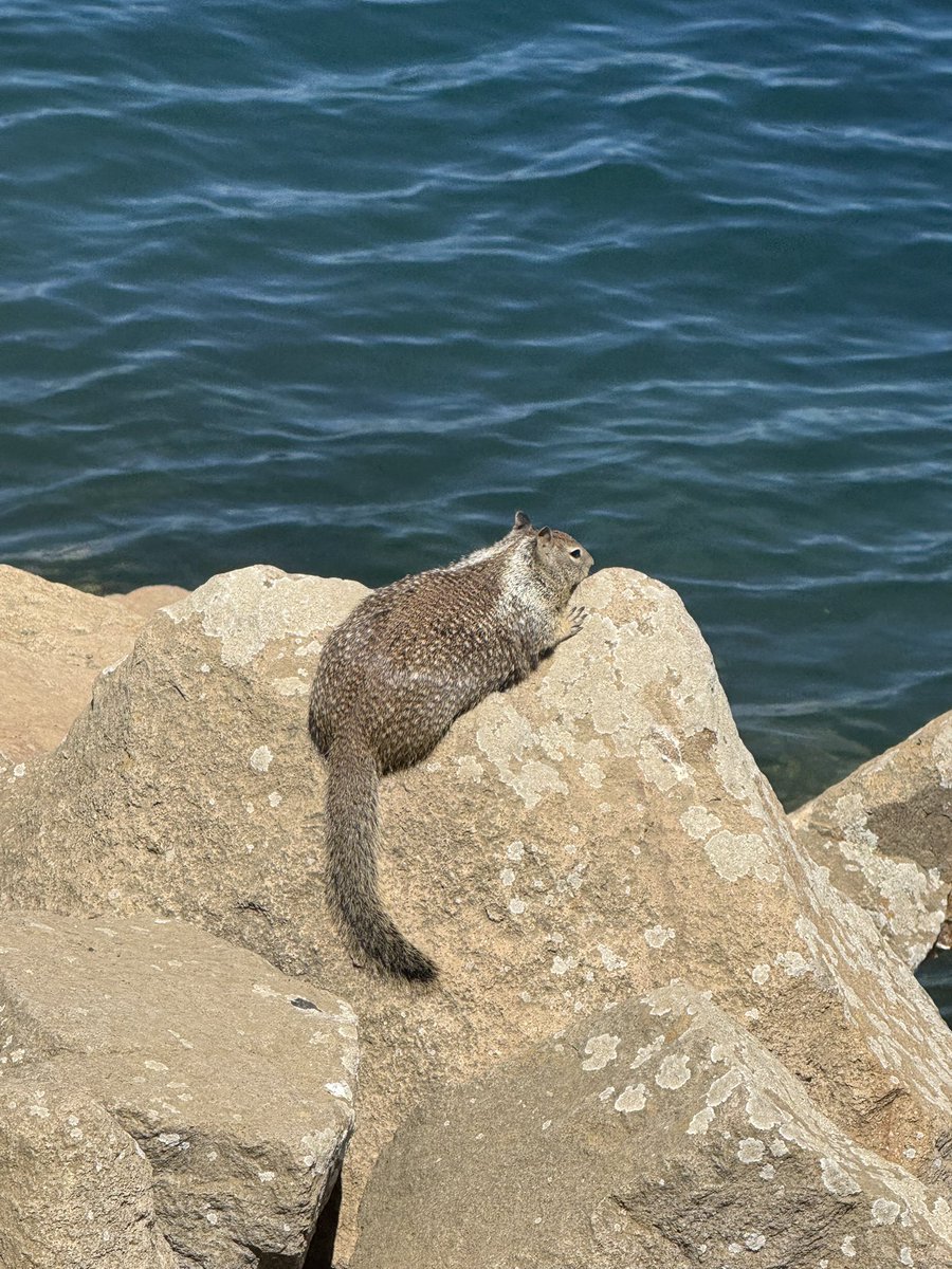dar1ad3ad's tweet photo. #fatsquirrel https://t.co/Qbs1rKwQjE