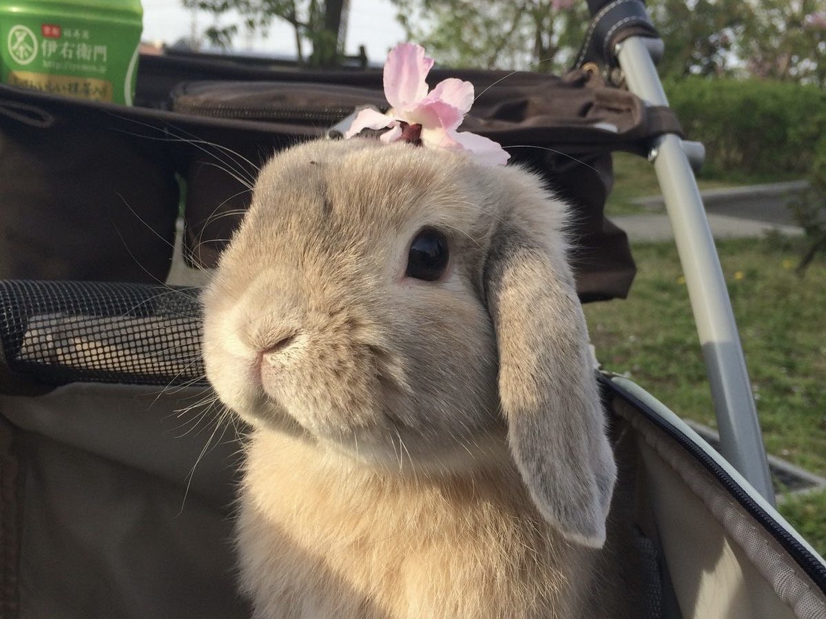 KMTHEWRLD's tweet photo. ˖Ი𐑼⋆ our sprouted love
an implied-lawless, exes byler #smau/#socmed where mike uses their bunny daughter sprout as an excuse to speak to will and #gethimback!
co-written by @KMTHEWRLD + @sn00pycity ♡ https://t.co/cTvGd6Qc6B