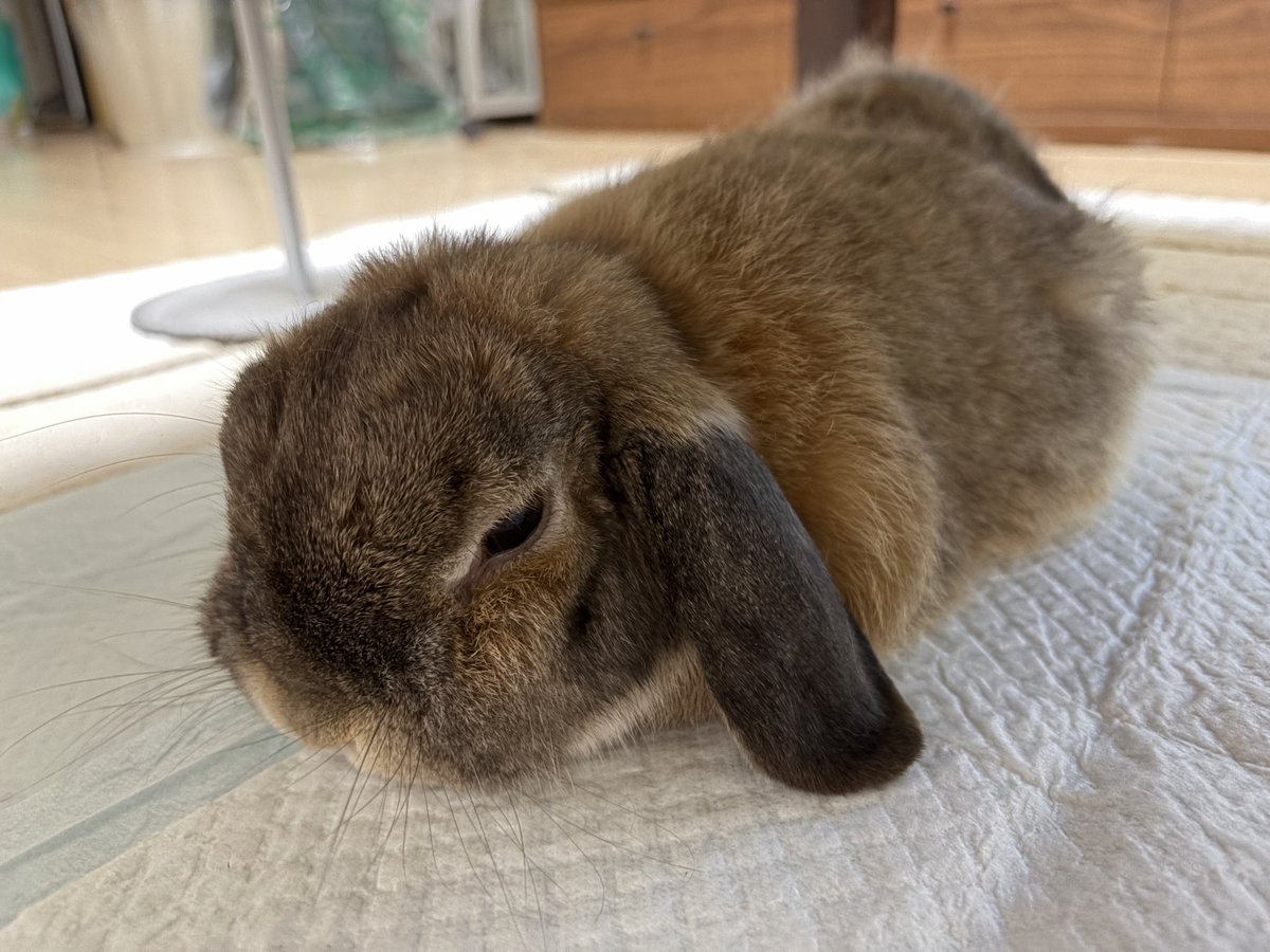 ana___chan__'s tweet photo. …ｺｯｿﾘ、ｵﾋｻｼﾌﾞﾘ❤︎
貧乏暇なしとは本当にそうで
飼い主とし凄く情けなかったのは
めるの爪をなかなか切りに行けなかったこと
だからね頑張って
爪切り初めて自分でやってみたよ
なんとかできた🙌🏻
嬉しかった‼️
めるさんは9才になりました
今年はいつも以上に彼女と過ごすのだ❤︎ https://t.co/0qDvBC5Bup