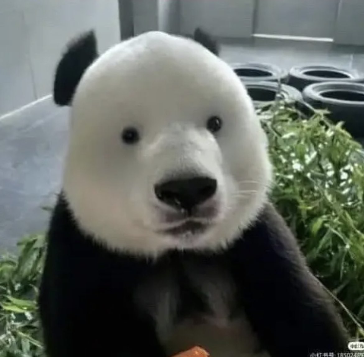 AMAZlNGNATURE's tweet photo. What a giant panda looks like with barely any "eyeliner"

Natural variation in fur pigmentation can make a panda's black eye patches appear much lighter than usual, creating a surprisingly adorable look https://t.co/kz1PFYNBNi