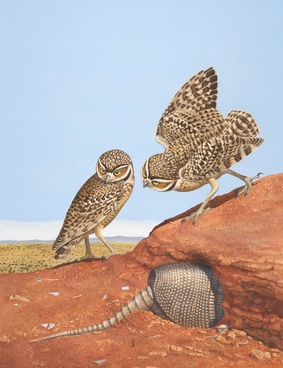 humanitiestexas's tweet photo. New traveling exhibition! 🦉

"Of Birds and Texas: The Gentling Brothers and Their Magnificent Book"—presented in partnership with @TheBryanMuseum—features 40 framed lithographs paired with freestanding interpretive panels.

Learn more: https://t.co/G6IrjNaCUw

#htxexhibits https://t.co/47494qdlNC