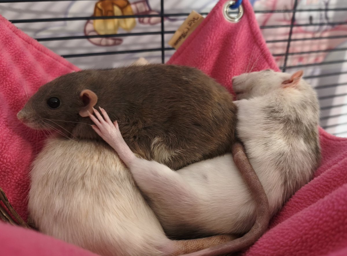 dumbfrenchrat's tweet photo. rats are just weirdos that don't know how to sleep https://t.co/Eb8uoipOYC