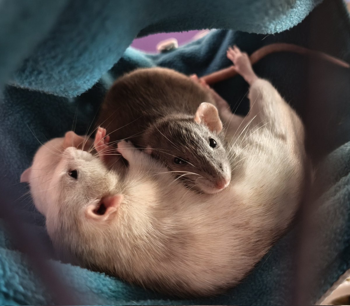 dumbfrenchrat's tweet photo. rats are just weirdos that don't know how to sleep https://t.co/Eb8uoipOYC