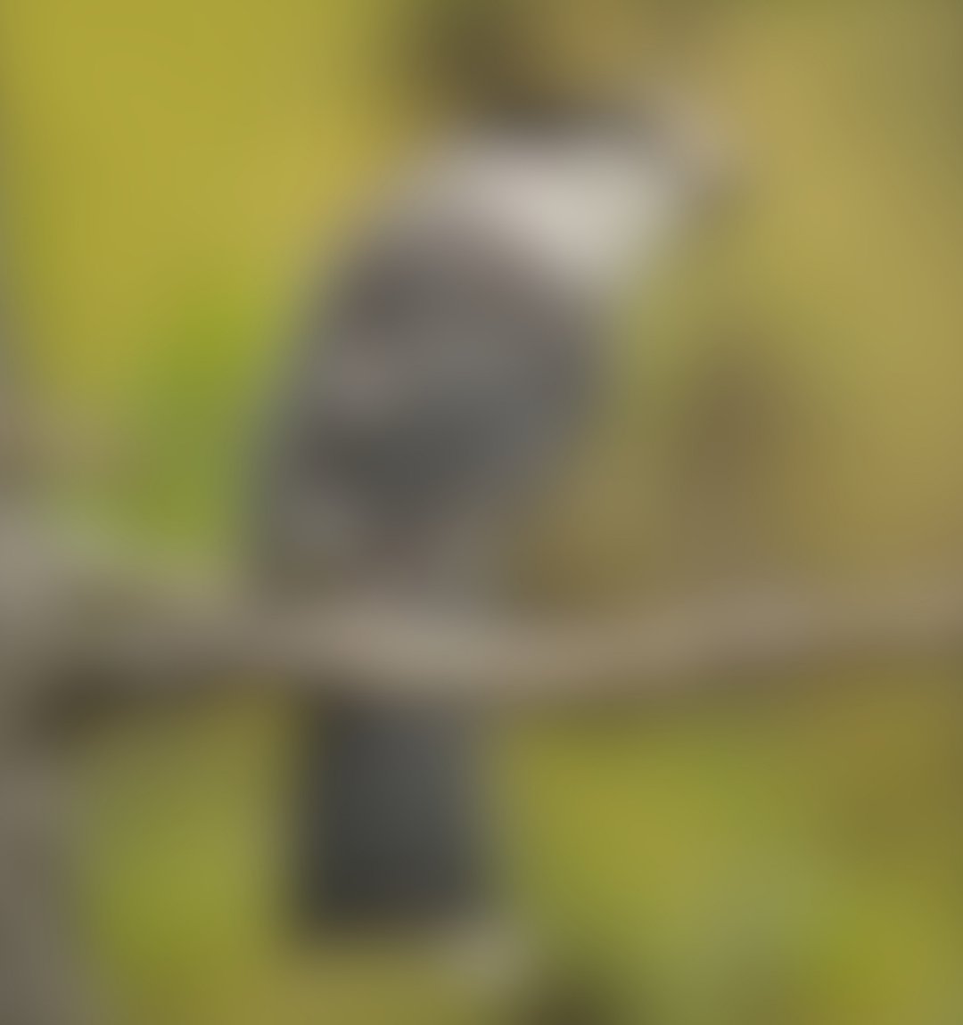 WildBirdYYC's tweet photo. ๐ฆ Guess the Bird of the Week!
๐ Clues:
โข Soft grey feathers
โข Pale face
โข Dark cap
โข Long tail
Can you guess this Alberta forest bird? ๐
#BirdOfTheWeek #YYCBirding #AlbertaBirds https://t.co/rNSDZqMoRn
