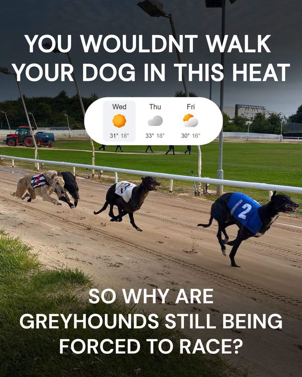 domdyer70's tweet photo. You wouldn't walk your dog in this heat. So why are greyhounds still being forced to race? 🥵 
 
With temperatures soaring, the RSPCA (England & Wales) is urging dog owners to avoid exercising their dogs during the hottest parts of the day to keep them safe.
 
Yet greyhound racing is still going ahead.
 
Our latest press release explains why we're deeply concerned that greyhounds are being forced to race in extreme temperatures, and why it's time to put their welfare before profits.
 
Read more below 👇 
https://t.co/w3BXKkQ0vo