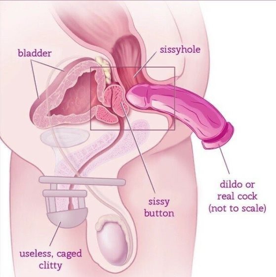 RealPussyMaker's tweet photo. The anatomy of a sissy locked girl. https://t.co/XFZkHOqXtM