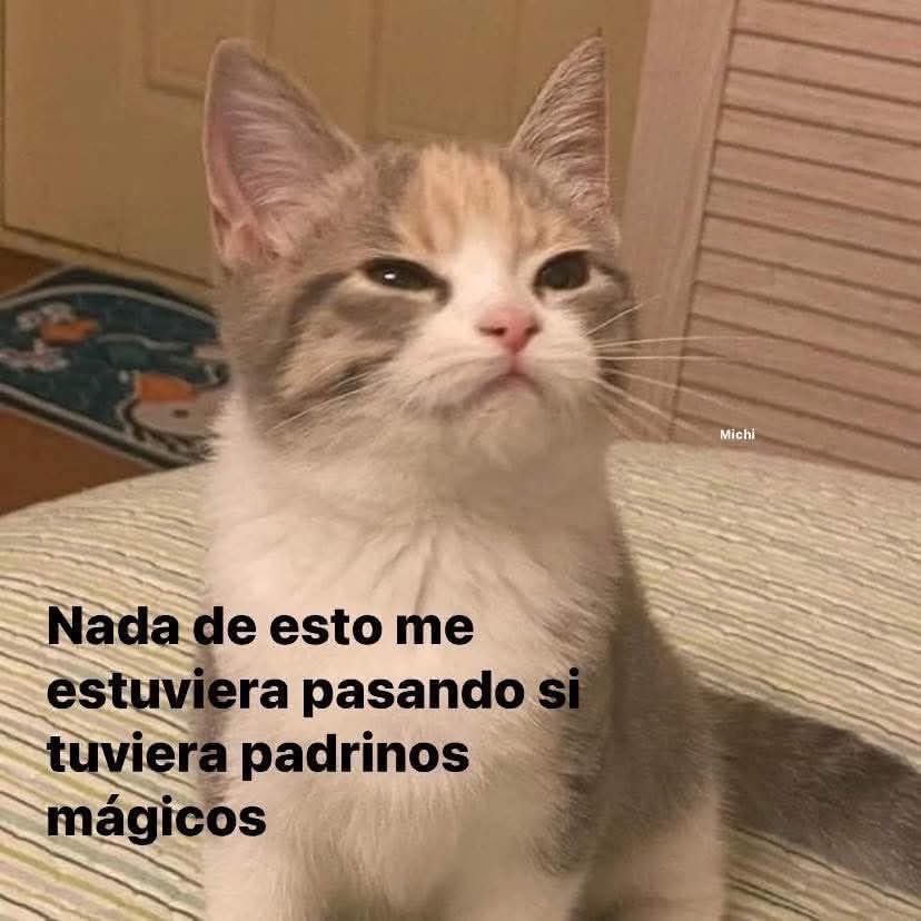 pauvelociraptor's tweet photo. Gatito para enfrentar el día. https://t.co/z3j3INcOHY