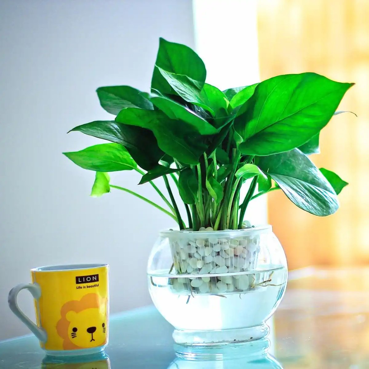 WildSnake82's tweet photo. Pro tip for your pothos! Rotate it 1/4 turn every week to ensure even growth, no lopsided leaves here. https://t.co/IsYYPOSyee