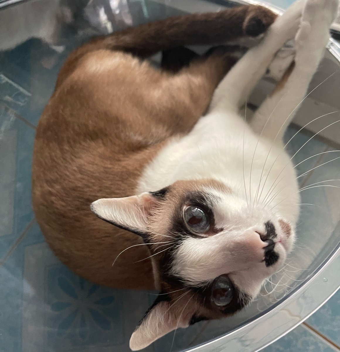 Little550's tweet photo. @motimoti_seizin 🐈🐈 https://t.co/WZ9veL2hW1