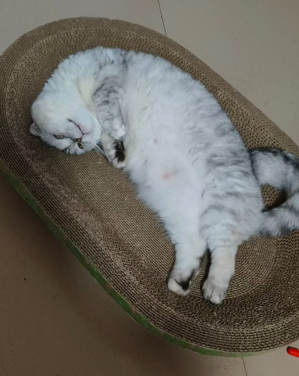 cxxkkb's tweet photo. 这种小猫最精了露个肚皮就想让我亲它 https://t.co/xEMc9IXETo
