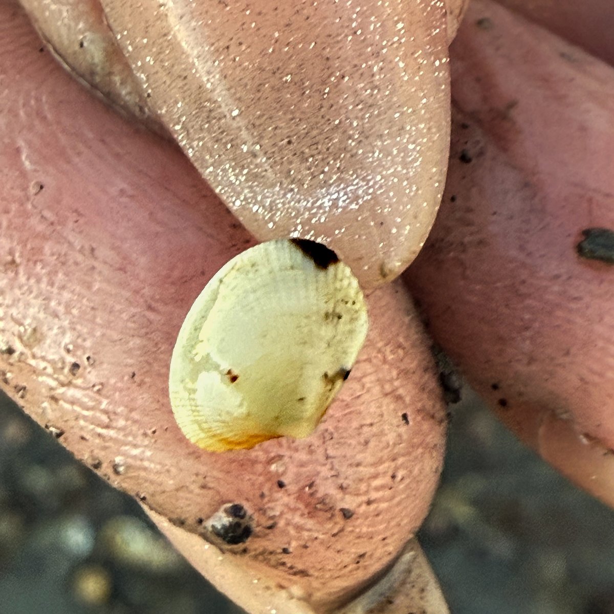 CNS_UMass's tweet photo. A team of biologists—including Aly Putnam, a postdoctoral researcher in @CNS_UMass’s Organismic & Evolutionary Biology program—discovered that the #invasive Manila #clam has established itself along the northwestern #Atlantic coastline. #UMassOEB
https://t.co/QCOEQb9PbH https://t.co/7Ex4HFZMSL