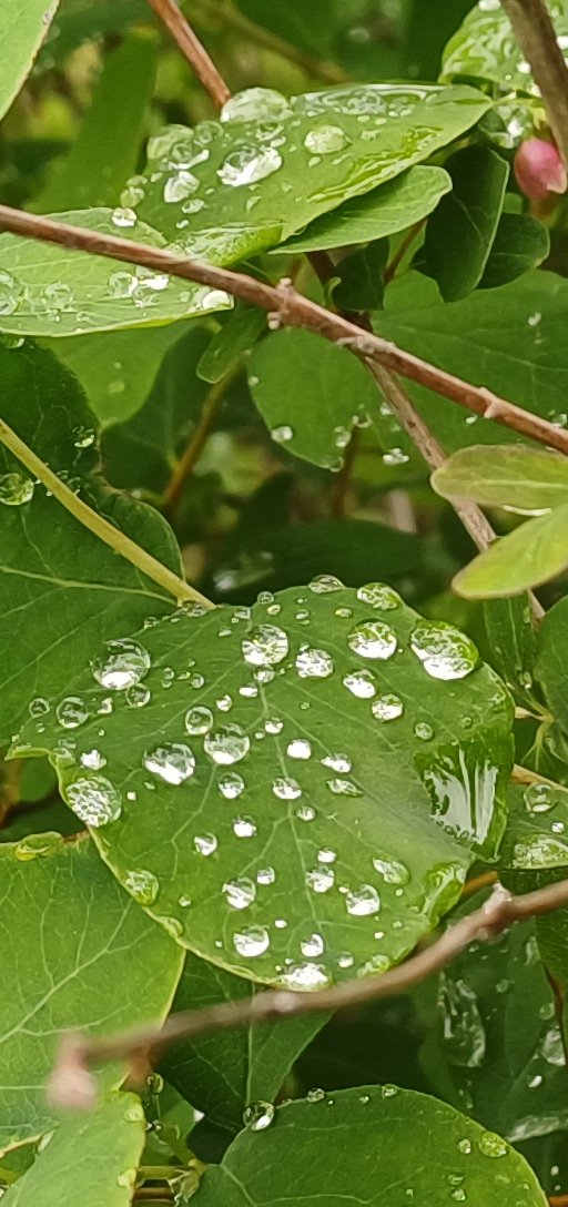 pullearusina's tweet photo. Yhteen päivään mahtuu sadetta ja paistetta https://t.co/Cr04kwID9A