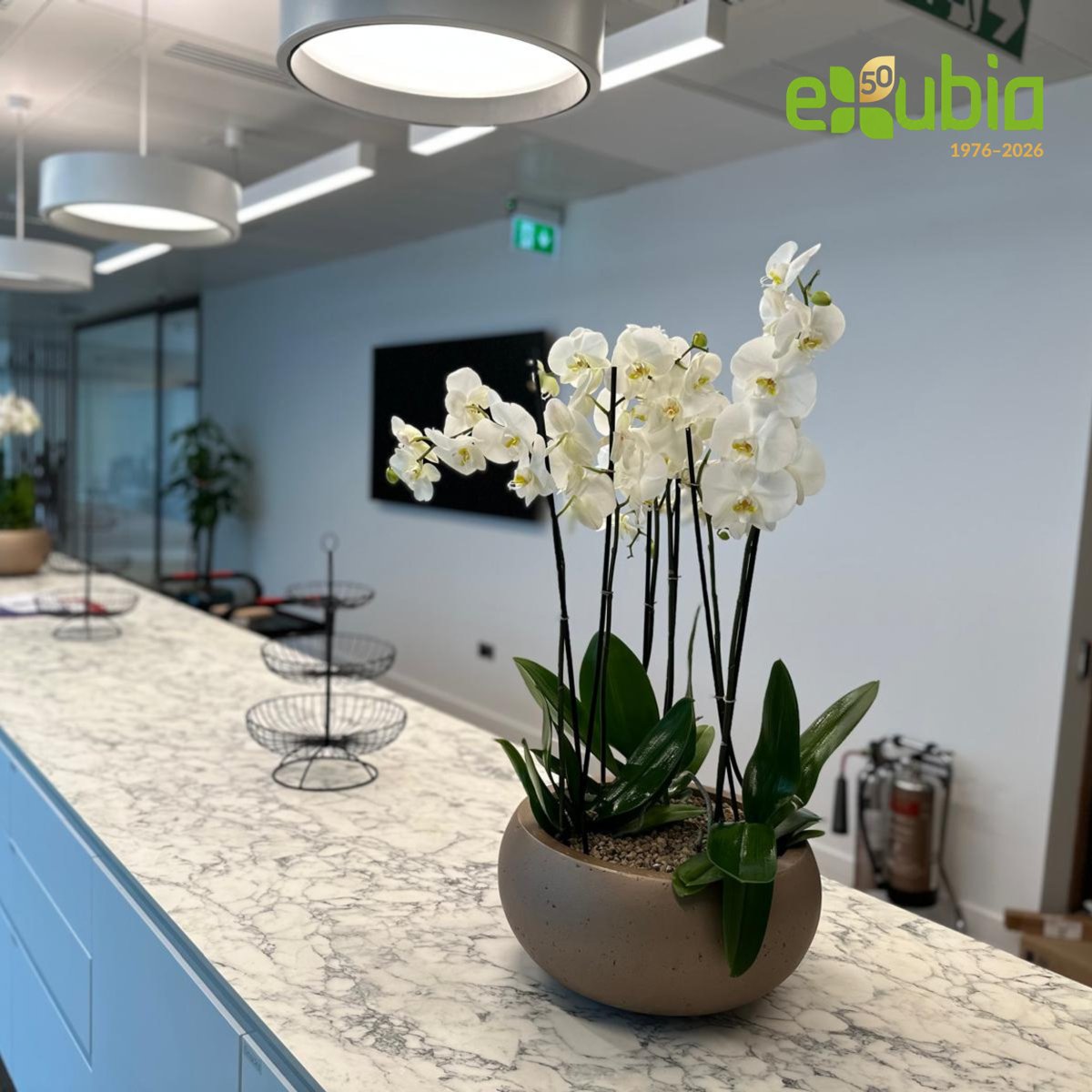 exubialtd's tweet photo. Small planting changes can completely transform how a space feels.
A planter, green wall or planted divider can refresh an environment without the cost or disruption of a full refurbishment.
Read our latest blog: https://t.co/iLi8AJgjTS
#BiophilicDesign #WorkplaceDesign https://t.co/7oYVp4ROU1