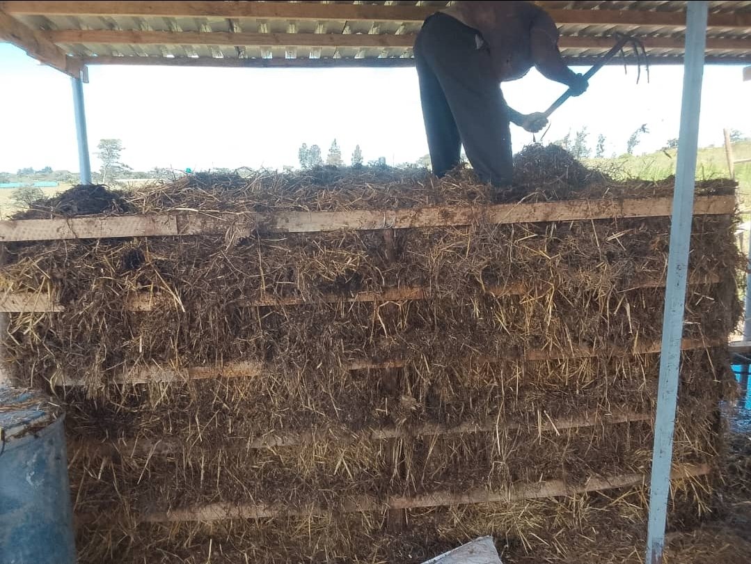 HumweFarms's tweet photo. "It all starts with dirt that isn't dirt. 🍄 This is pasteurised compost, the five-star hotel where our button mushrooms will live. Day 1 of the Humwe Farms grow diary. Follow along. 🌱 #GrowWithUs" #zimfarming #mushroomfarming https://t.co/DWllcp7iSs