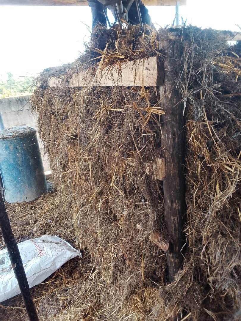 HumweFarms's tweet photo. "It all starts with dirt that isn't dirt. 🍄 This is pasteurised compost, the five-star hotel where our button mushrooms will live. Day 1 of the Humwe Farms grow diary. Follow along. 🌱 #GrowWithUs" #zimfarming #mushroomfarming https://t.co/DWllcp7iSs