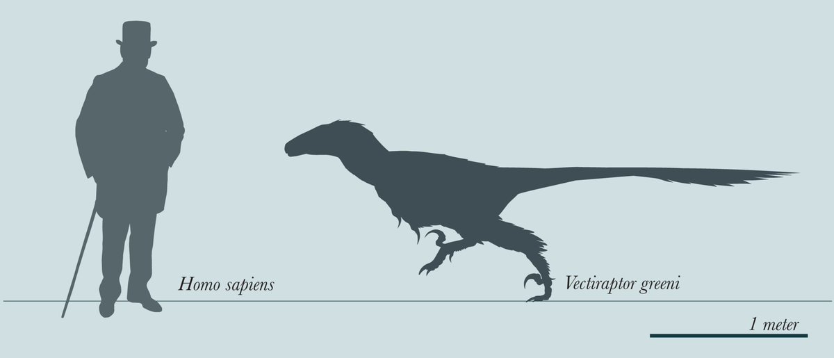 crazy8wizard's tweet photo. @Doshaguma3000HQ The idea was since (at the time) Iguanodon was found in both Europe and North America as well as large polacanthine nodosaurs, then there may be large dromaeosaurs too. The name Utahraptor was just chosen for familiarity.
22 years later that choice was vindicated with Vectiraptor https://t.co/ou1vK0bPe0