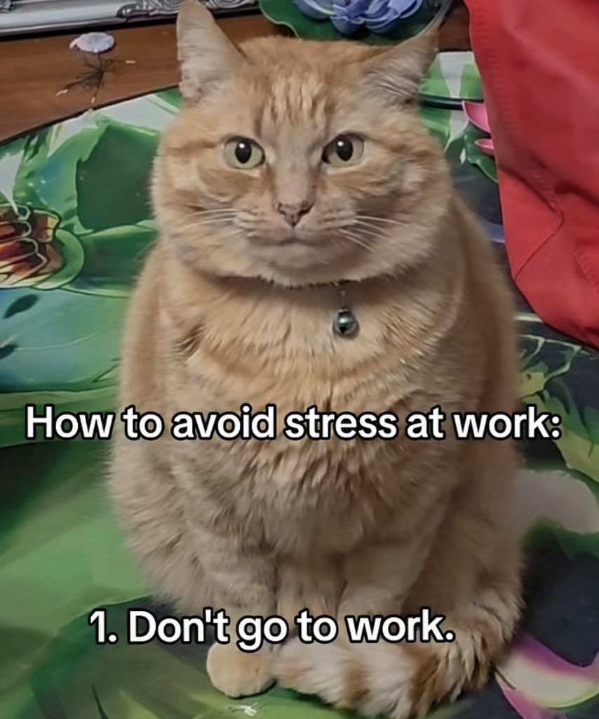 literallymecats's tweet photo. https://t.co/P01VrqI6Hx