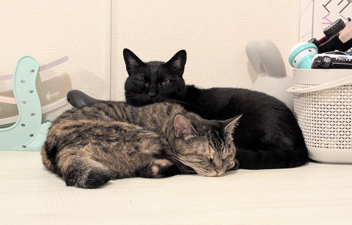 otonnu's tweet photo. おまえたち仲良しになったね
#うちのねこたち https://t.co/yjyMhsmx7I
