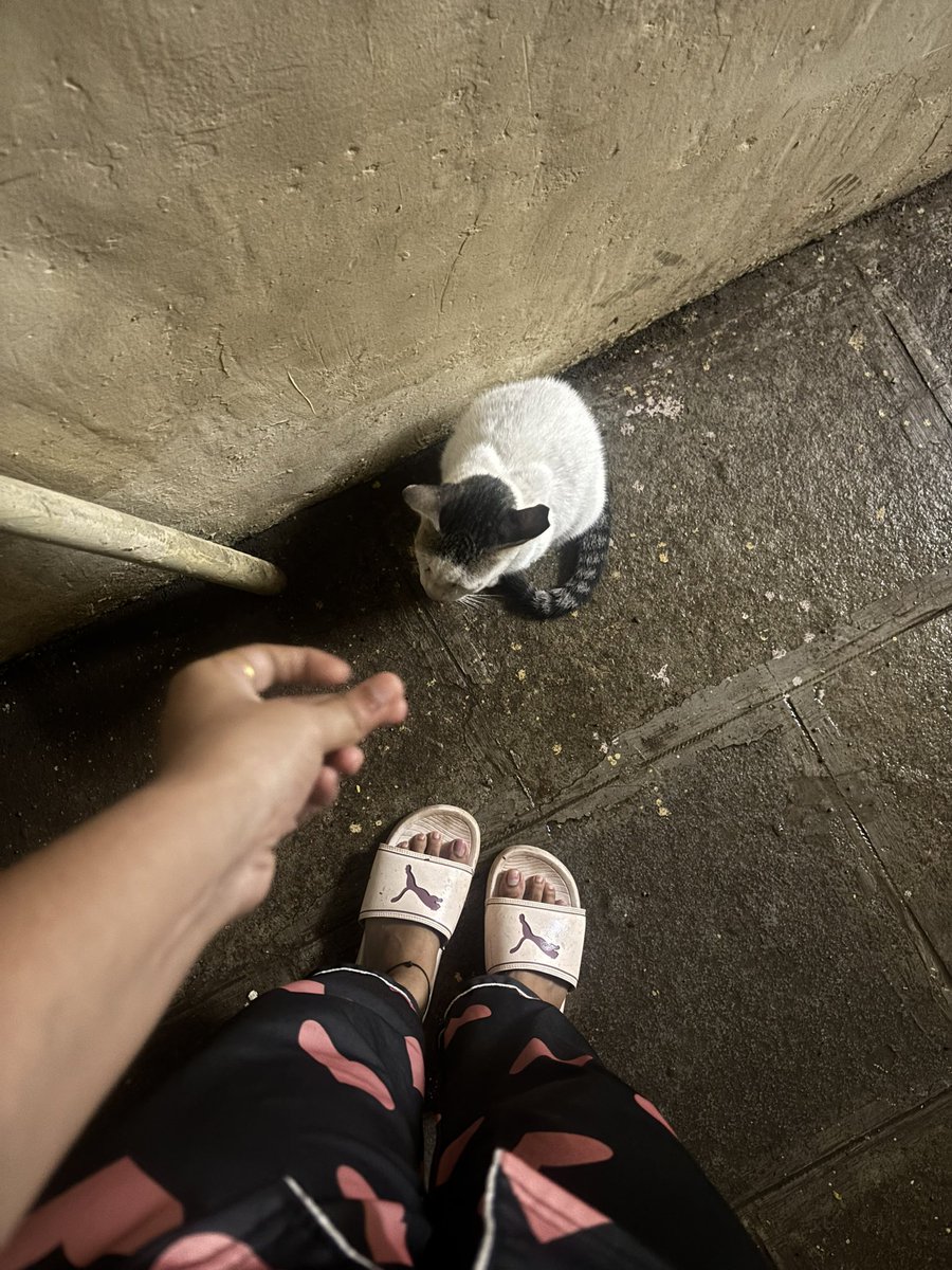 rutujaj473's tweet photo. The best part of my night walk isn't the walk anymore… it's meeting this little friend. 🤍🐈🌙
Some connections happen without a single word. 🐾✨
#NightWalk #CatSoftTwitter #CatLover #Wholesome #StreetCat #LittleThings #NatureHeals #GoodVibes #DailyMoments #XDaily https://t.co/wgj1tCtL0l