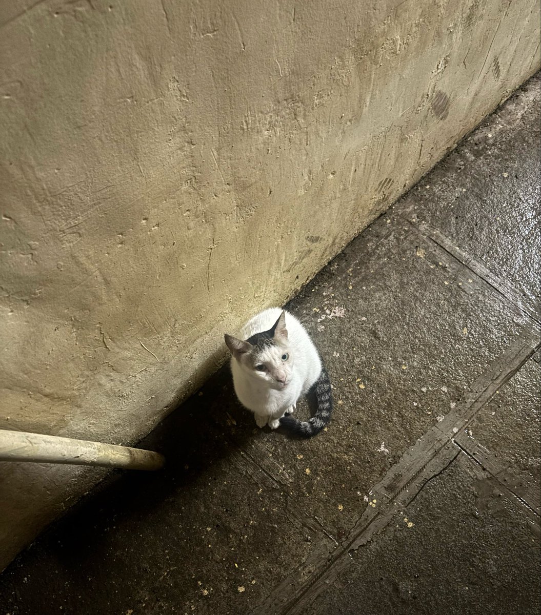 rutujaj473's tweet photo. The best part of my night walk isn't the walk anymore… it's meeting this little friend. 🤍🐈🌙
Some connections happen without a single word. 🐾✨
#NightWalk #CatSoftTwitter #CatLover #Wholesome #StreetCat #LittleThings #NatureHeals #GoodVibes #DailyMoments #XDaily https://t.co/wgj1tCtL0l