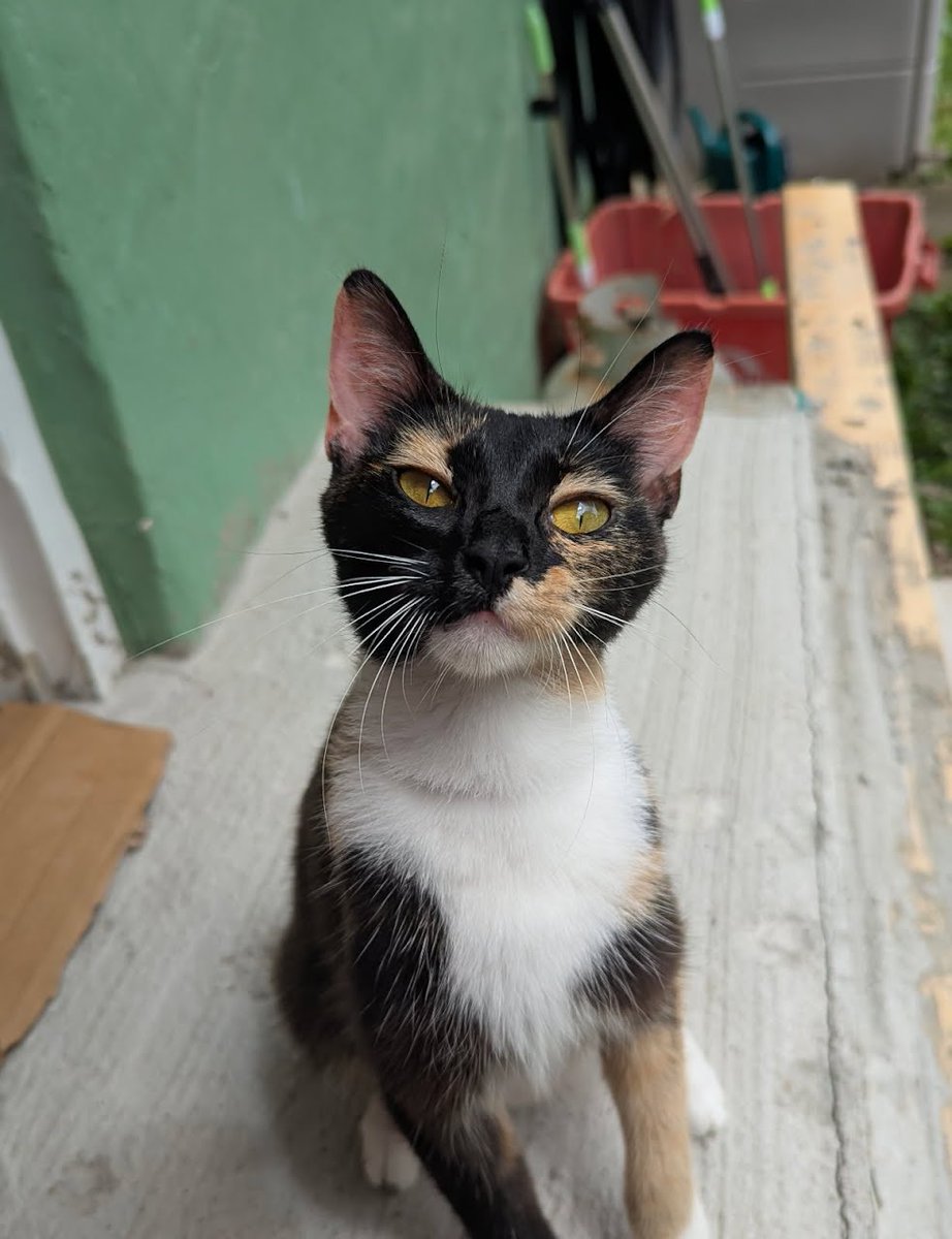 TheReal_MrMeow's tweet photo. Nellie, found by a local resident during the hottest week of the year, has already found a family who has insisted they will pay for her spay, vaccines AND her adoption fee, because they fell instantly in love with her beautiful face and sweet demeanor. As soon as all medical care is taken care of, she'll be in a loving home!