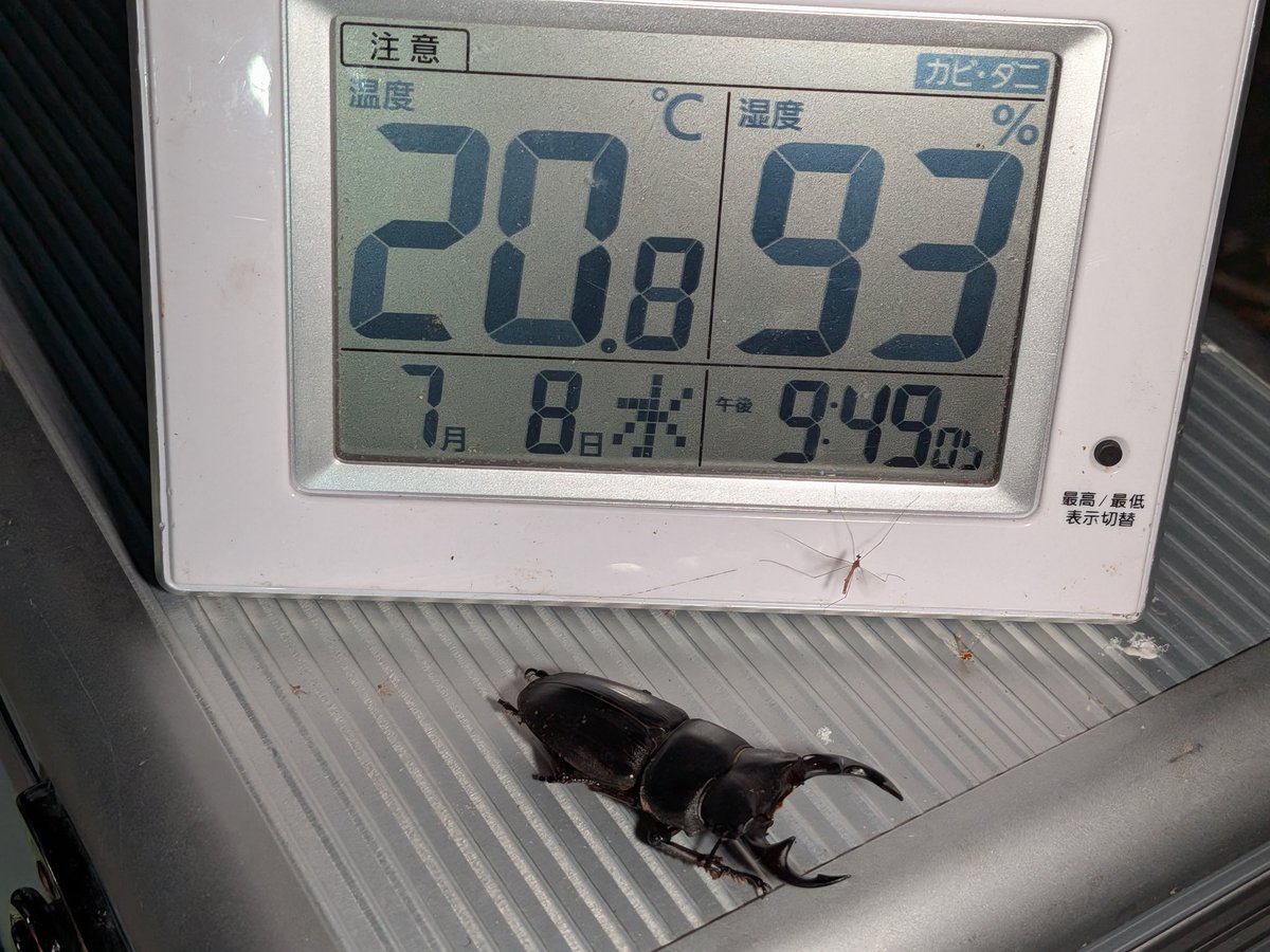 abiruchann's tweet photo. 夏☀が来た
オオクワガタの夏☀が来た😊
1ペアの飛来に大満足
#今峰ライト
#オオクワガタ
#ライトトラップ https://t.co/LNAxIkXFo6