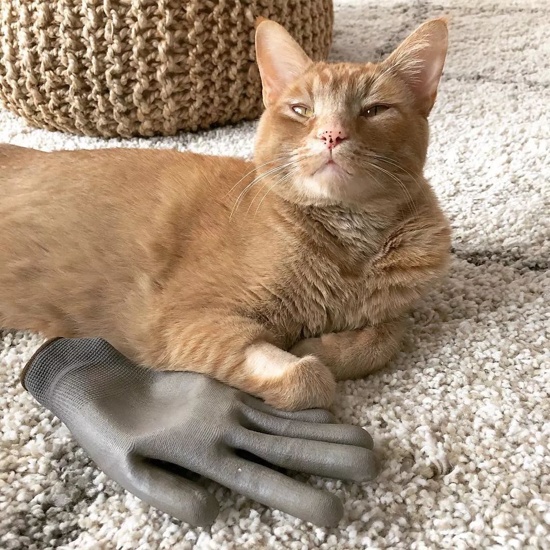 Siegburg007's tweet photo. My rescue kitten’s first month: from a trembling ball of fur that hid under the couch to zooming around and stealing socks like he owns the place  The tiny purrs turning into loud rumbles My favorite pet parent win yet! https://t.co/30c2ifwJG6