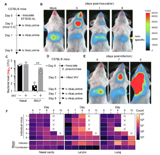 ASMicrobiology's tweet photo. Using a mouse model, researchers discovered that following influenza virus infection, S. pneumoniae replication is predominantly activated in the larynx, indicating that the larynx serves as a key site for activation of commensal pneumococci. #JVirology: https://t.co/mcyuCb0PR6 https://t.co/MWNnJRh51O
