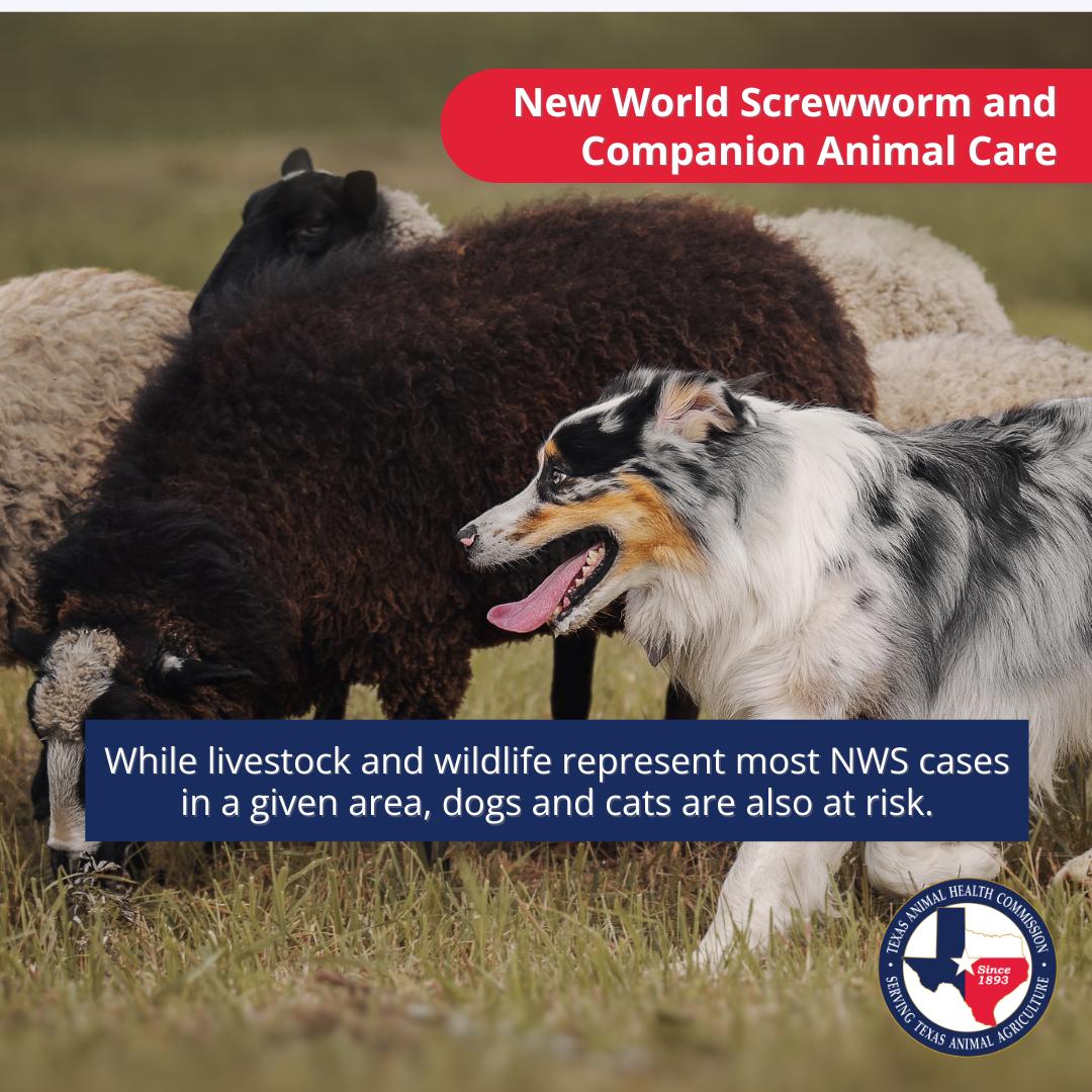 Texas Animal Health Commission tweet media