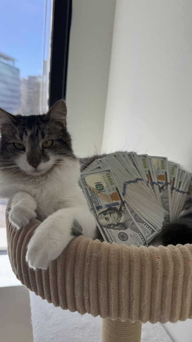 etrnlatke's tweet photo. Boss cat https://t.co/qXF2MzNCLR