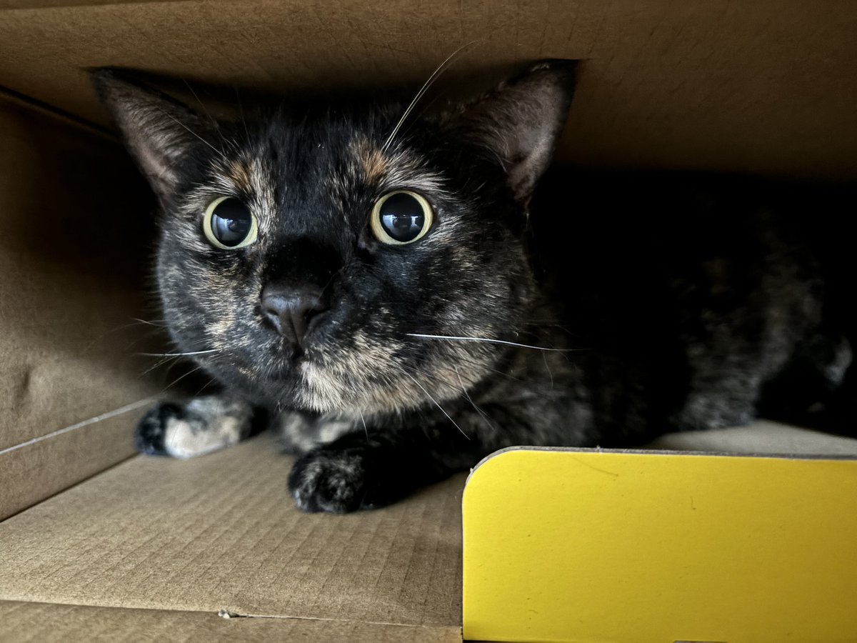 fhardcat's tweet photo. AWWW SO CUTE https://t.co/zBbJSHZxCs