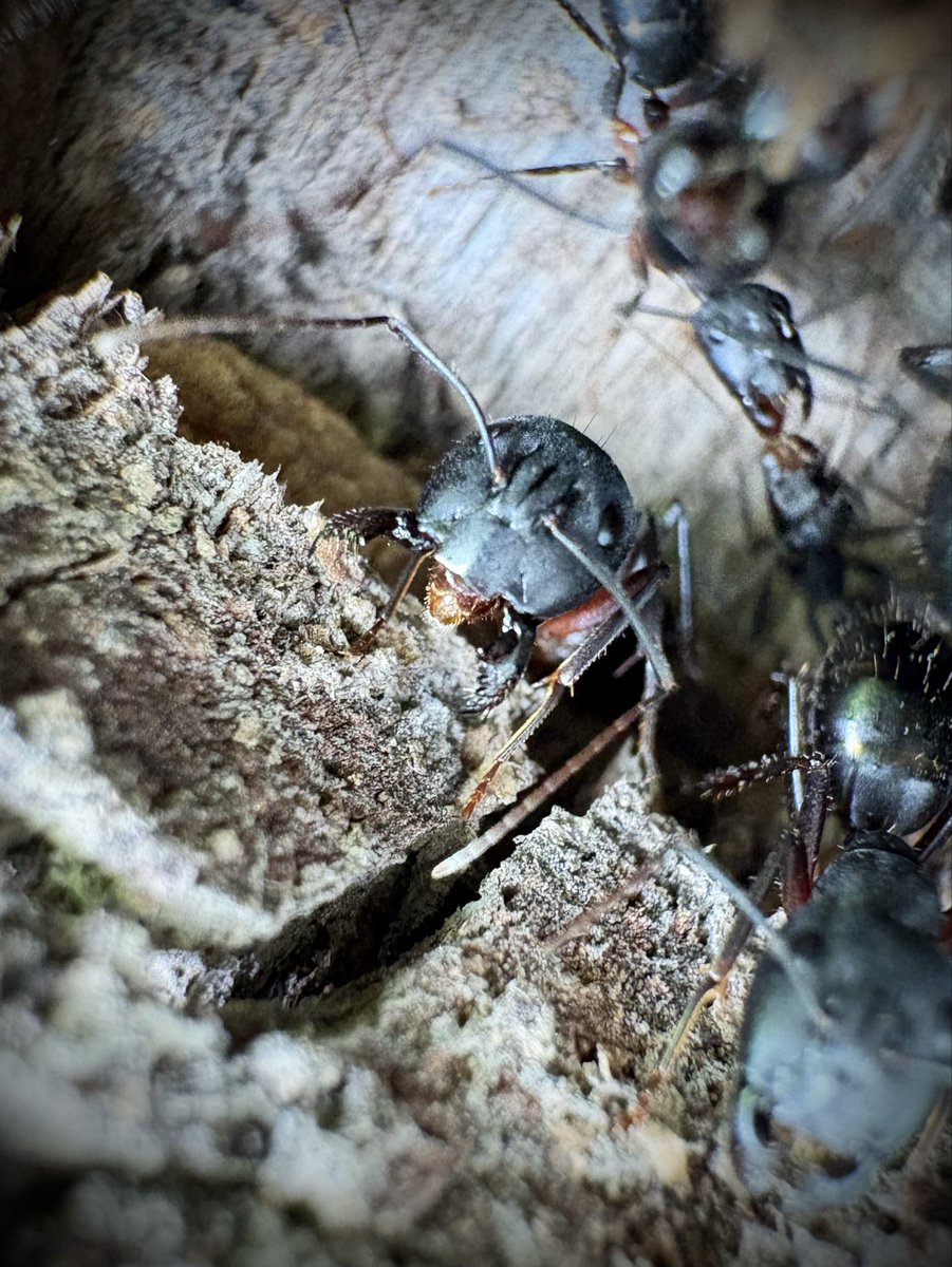 JatinG321's tweet photo. #CloseCapture #carpentar #Ant #Natureisbeautiful #nature #click #MacroPhotography #InsectPhotography #Macro_Perfection #RandomClick https://t.co/sA3ll7C0um