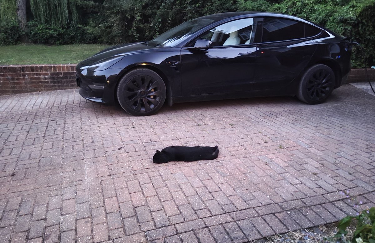 char11ote's tweet photo. i keep coming back to this photo of my neighbours' cat it's like he's competing with the car who can be more parked and black and oblong https://t.co/PvuM3FnZwx