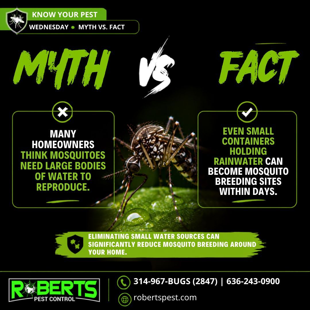 Robertspest's tweet photo. Think mosquitoes need a pond to breed? Think again.
#KnowYourPest #MosquitoFacts #MosquitoSeason #MissouriSummer #RobertsPestControl #BUGSSTL #StLouisPestControl #RobertsProtectsSTL #FestusPestControl https://t.co/Vx1QyMXOva