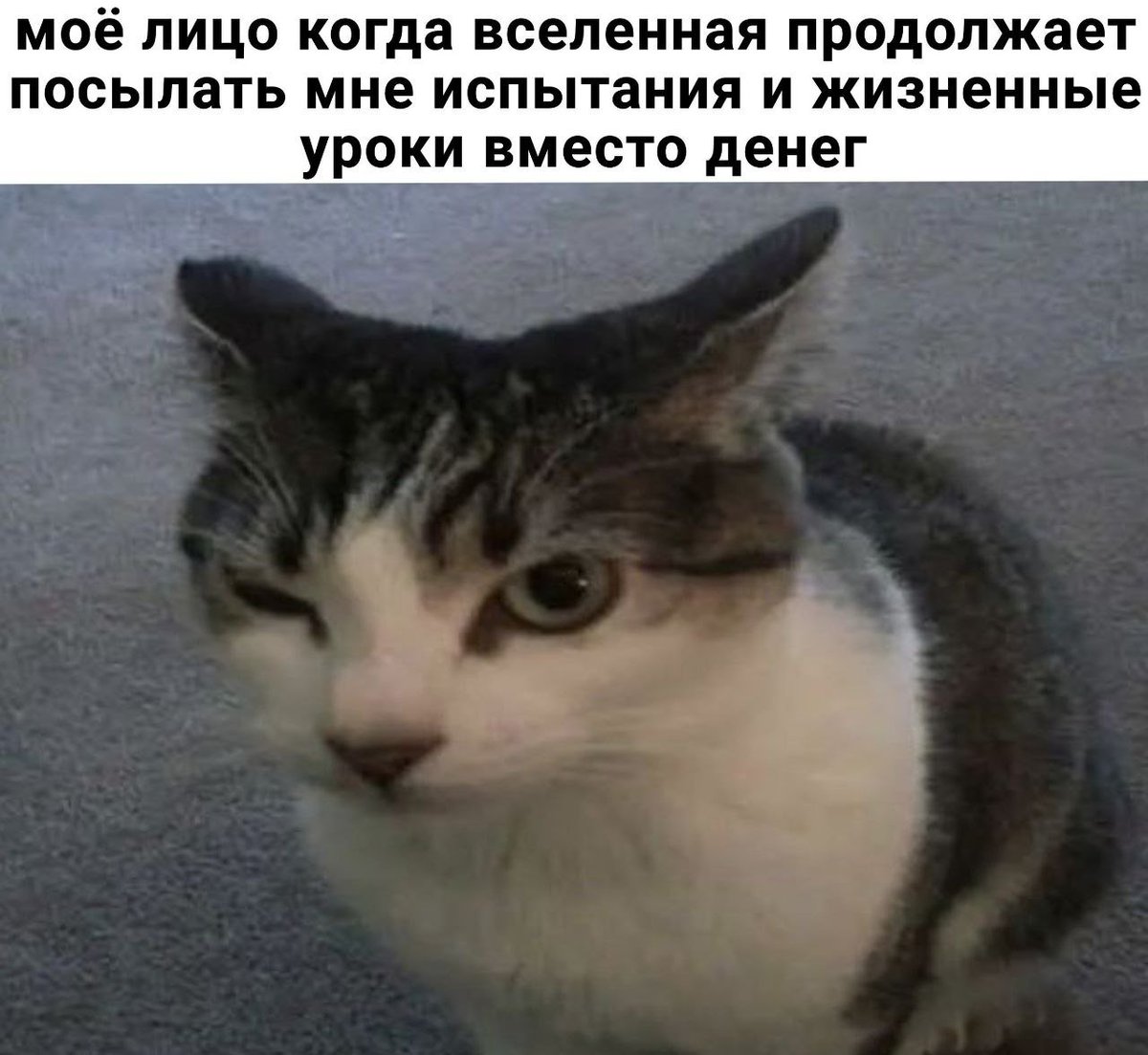 catsilcats's tweet photo. может хватит https://t.co/NhptPXZkMX