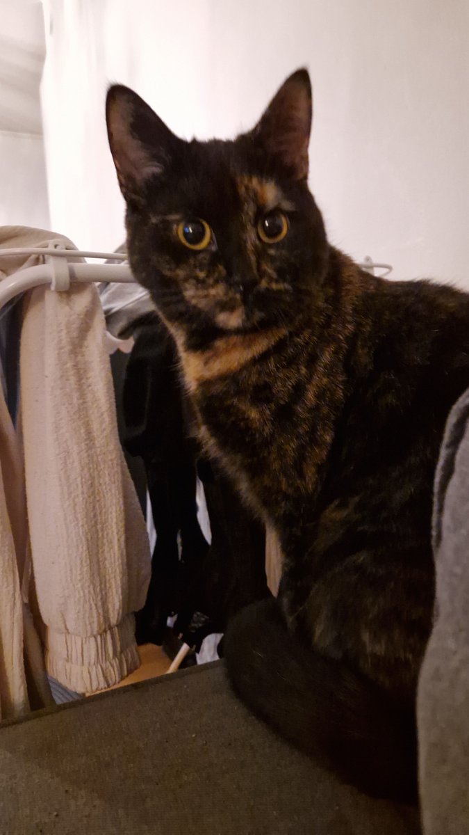 Fireflycat777's tweet photo. @alleyrat0 One of my three cuties https://t.co/cJbsg8uOD2