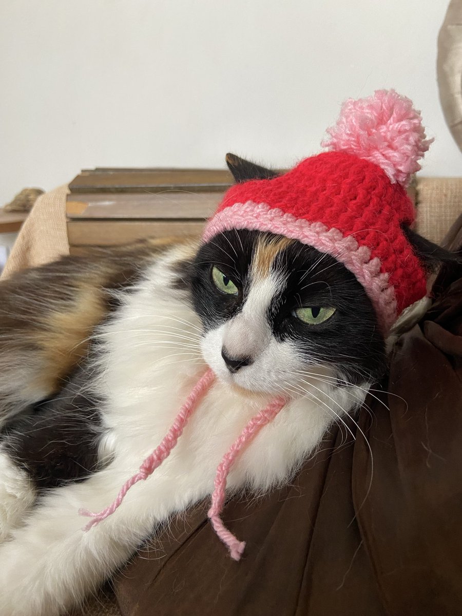 nicsemem's tweet photo. hoje ela aceitou a touca😸 https://t.co/S56fiOtqqn
