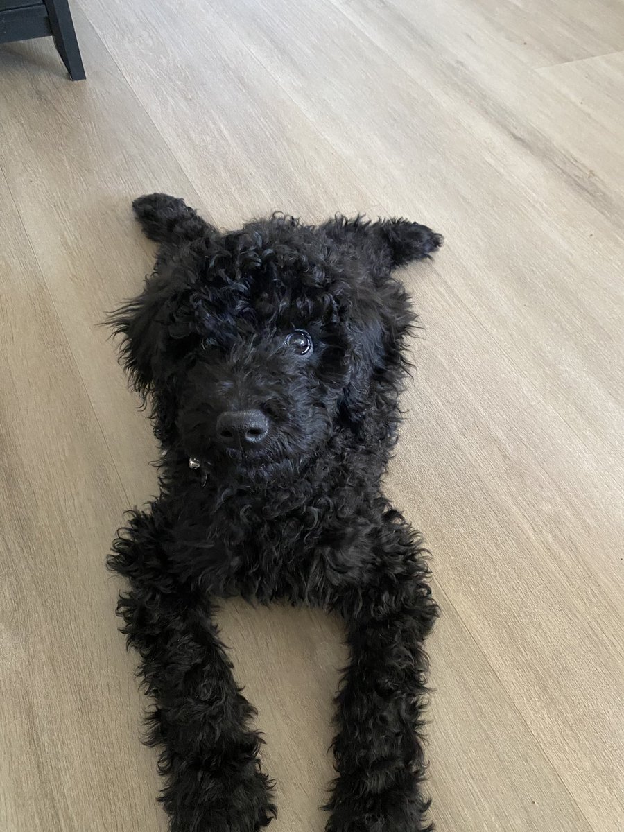 shidneyyy's tweet photo. Gotta show off Rocky https://t.co/FFC4Q1pVcP
