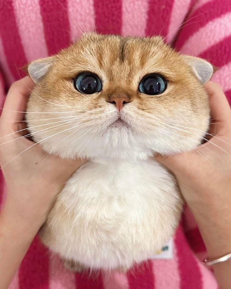nekocatts's tweet photo. You are so cute https://t.co/Z27fwchawq