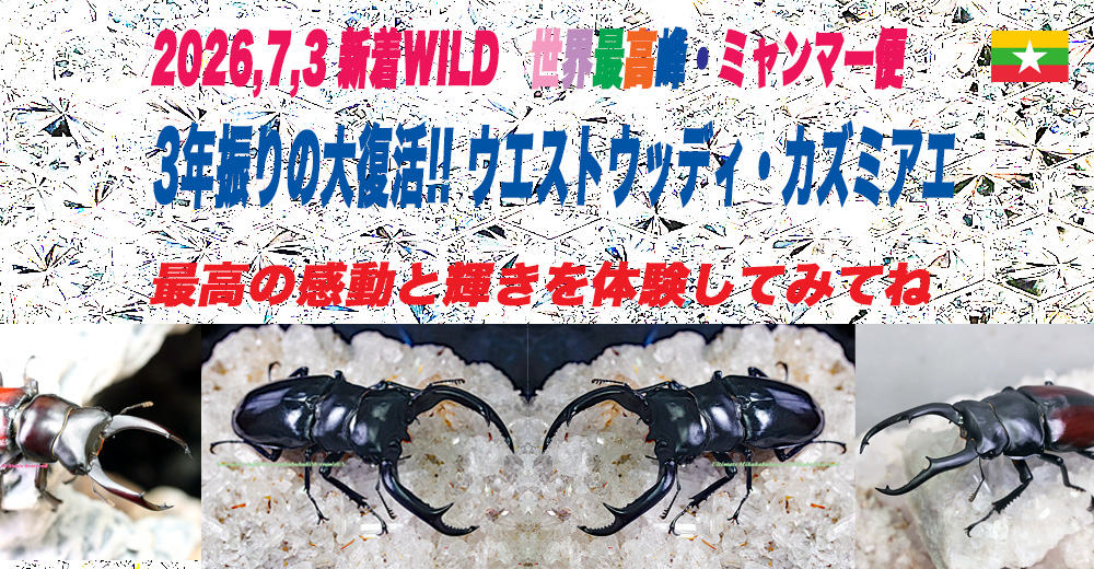 2026,7/3新着WILD 超Ultimate25・世界最高峰ミャンマー便 3年振りの大