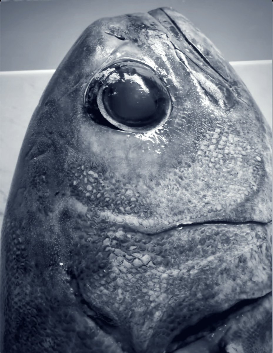 neuroselfAus's tweet photo. @opancaro Sydney fish markets .. https://t.co/juNwX3yJYF
