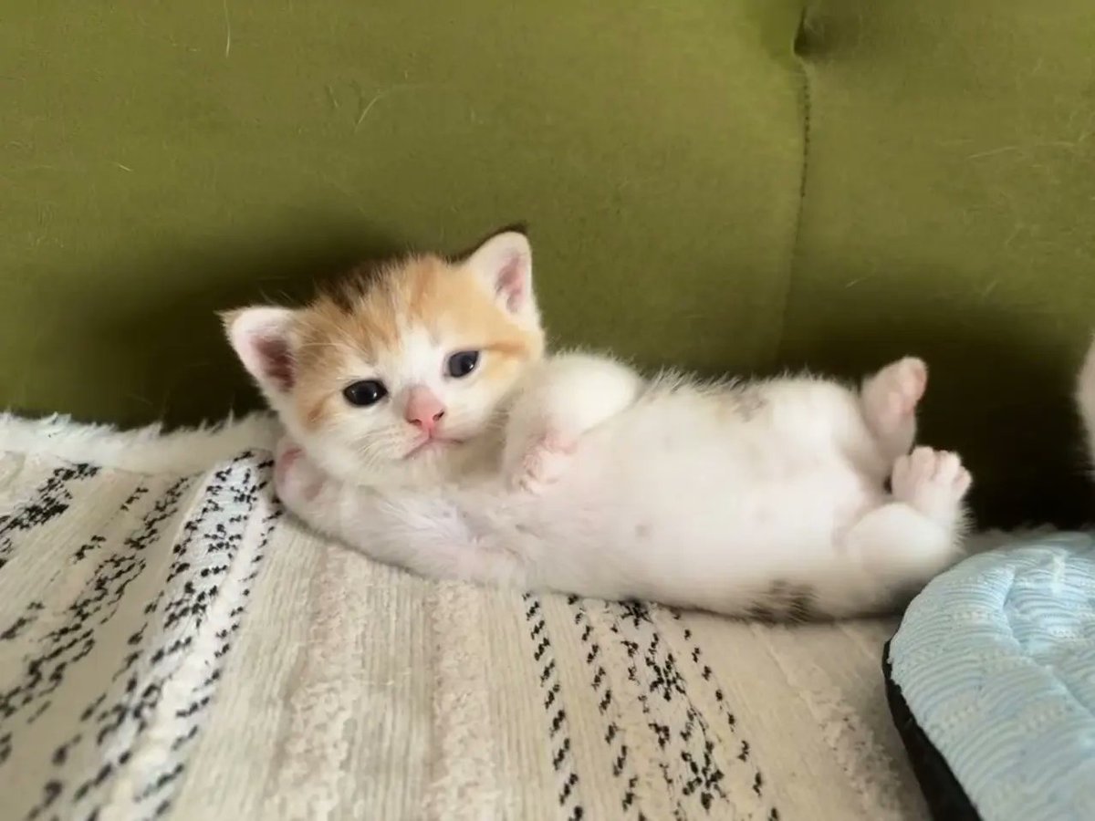 Jasonmj9e's tweet photo. Just a tiny potato with paws. 🥹🥔 https://t.co/paop5gH57O