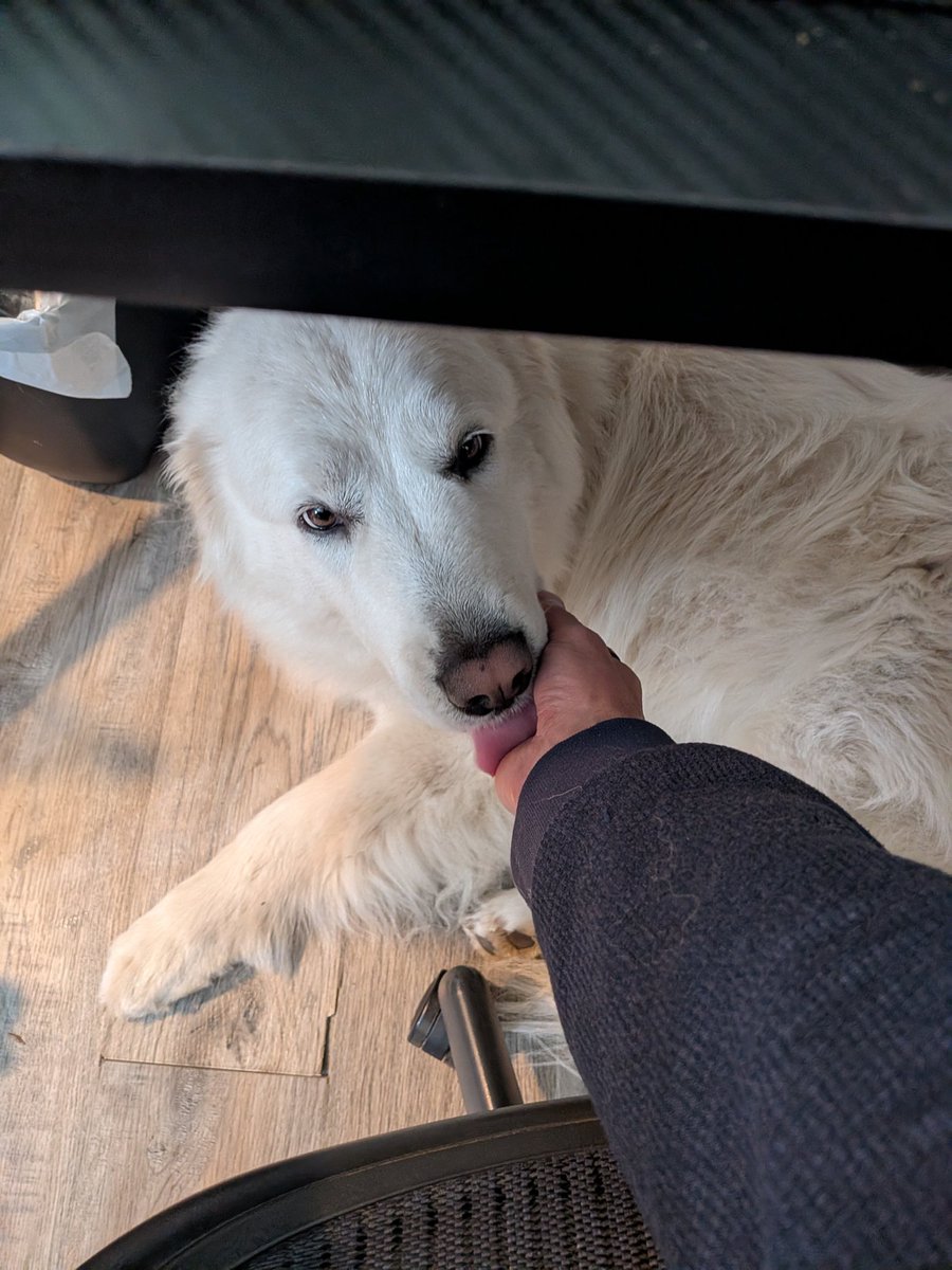 ConfluencePage's tweet photo. The duality of dog; will chase a coyote into the woods but must hide when the landscaper is here https://t.co/ooav4OaMiX