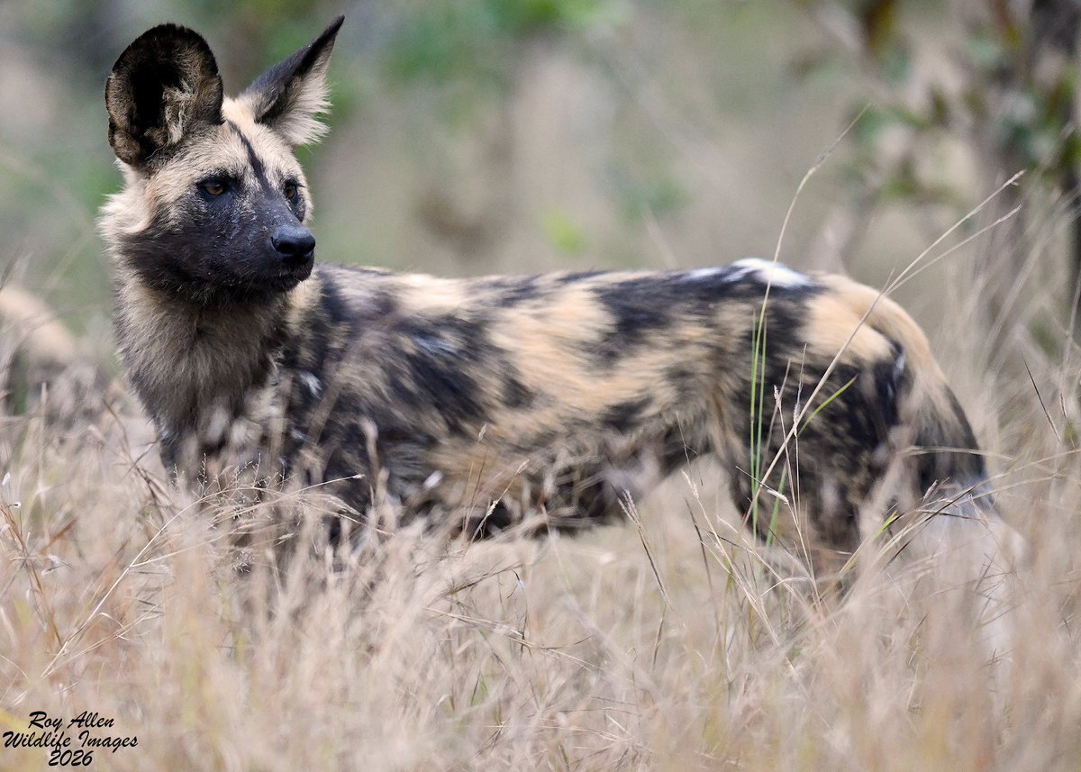 RoyAllenSID's tweet photo. Following a 15 hour flight to Johannesburg our African adventure kicked off with a bang! Right off the bat my favorite animal and the (usually) rare, African Wild Dog. Had some great Hippo interactions in the Lake Panic Hide and saw a large breeding herd of Elephants! https://t.co/zrxYAi2W6C